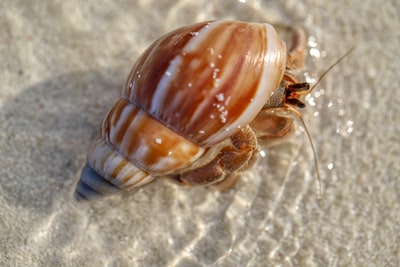 棕色和白色的蜗牛在白色沙滩
